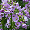 Cardamine rhapanifolia - Abriachan Nurseries The Garden On Loch Ness